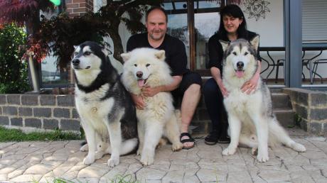 Für Christian und Alexandra Fischer aus Markt Wald sind ihre insgesamt sechs Alaskan Malamutes echte Familienmitglieder. Das Bild zeigt sie mit den Rüden Tyco, Nanook und Kenay (von links).