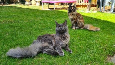 Erst Floki (vorne) und jetzt auch noch Ronja: Die beiden Maine-Coone-Katzen der Familie Heinzelmann in Greifenberg verschwinden innerhalb eines Jahres spurlos. 