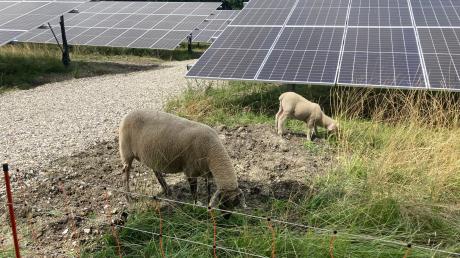 Zwischen den Solarmodulen weiden auf der Freiflächenanlage zwischen Schöffelding und Windach Schafe.