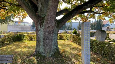 Dillingen will auf den städtischen Friedhöfen in der Kreisstadt, in Donaualtheim (Foto) und Steinheim Bestattungen unter Bäumen ermöglichen. In der Kernstadt gibt es diese Möglichkeit bereits. 
