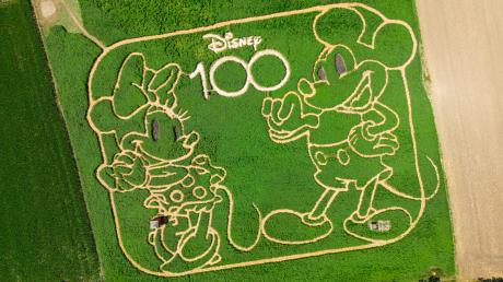 Das Labyrinth auf einem Pflanzenfeld bei Utting zeigt in diesem Jahr Minnie Maus und Micky Maus. 