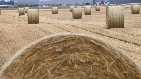 Nicht alle Landwirte in Augsburg haben ihr Getreide noch vor dem Regen geerntet (hier ein Feld zwischen Gersthofen und Hirblingen).