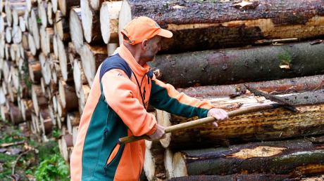 Auch im Forstrevier Ettenbeuren ist der Borkenkäfer auf dem Vormarsch. Revierleiter Hubert Bonath lässt 1400 Festmeter Fichtenholz aufarbeiten.