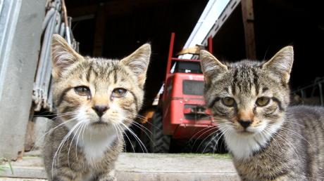 Die Versorgung streunender Katzen nahe einer verlassenen Scheune sorgt in Remmeltshofen für Ärger zwischen Tierschützerinnen und Grundstückseigentümer.
