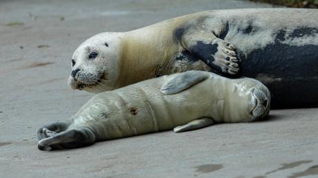 So viel Schwimmen macht müde. Am Sonntag hat Seehundmama Pia im Augsburger Zoo ein Jungtier zur Welt gebracht.