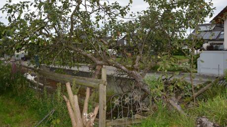 Seit einem Sturm vor einigen Jahren liegt der Apfelbaum "Schneewittchen" von Hedwig Weber aus Buch über einem landwirtschaftlichen Fahrsilo und trägt regelmäßig Äpfel.


