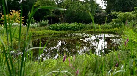Ein Teich bildet den Mittelpunkt im Garten von Christiane Hellmich. Im Hintergrund wachsen Birken, Weiden, Sequoien und rund 40 Verschiedene Rhododendron-Arten.