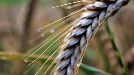 Der viele Regen sorgt beim Getreide für Qualitäts- und Mengeneinbußen.
