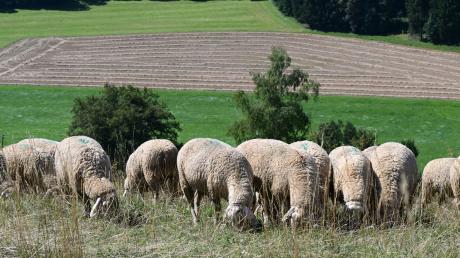 Schafe stehen auf einer Weide und fressen frisches Gras. 