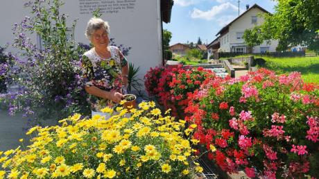 Seit 1966 zieht Marie-Luise Hilebrand ihre
Blumenpracht in Dirlewang selbst. Ihre Geranien, Margeriten und Enzianbäumchen blühen den ganzen Sommer durch. 
