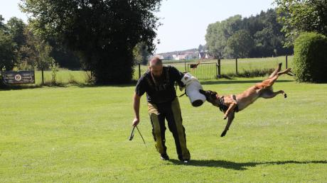 Trainer Mirko Krajnovic mit Hund E' Luna von de Stoibeissa beim Übungswochende des Hundesportvereins. Am Arm trägt er den sogenannten Hetzarm.
