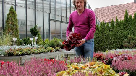 Manfred Reuß hat in seiner Gärternei in Neusäß-Westheim jetzt wieder eine Vielzahl von Herbstblühern, die sich bestens für die Grabbepflanzung eignen.