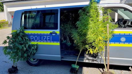 Polizisten der PI Herrsching haben bei Hechendorf eine Cannabis-Plantage entdeckt und abgeerntet.
