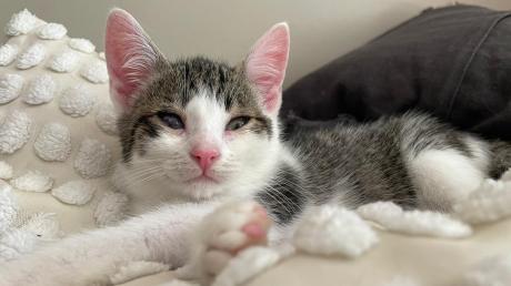 Eine Babykatze, die mit der Katzenseuche infiziert ist, stellt derzeit das Neuburger Tierheim vor Herausforderungen.