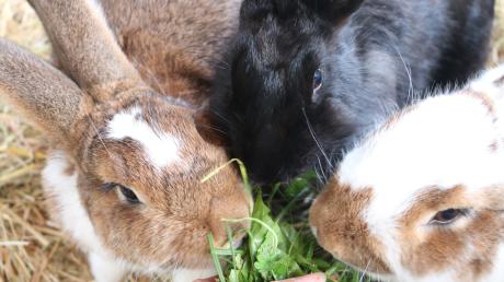Zwei Kaninchen (nicht diese) wurden offenbar aus einem Garten in Dürrlauingen geklaut.