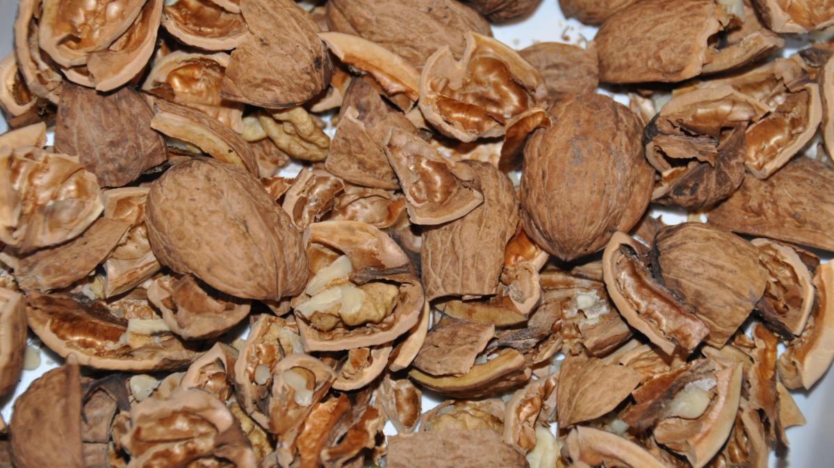 Walnuts are the fruit of healthy energy from the garden