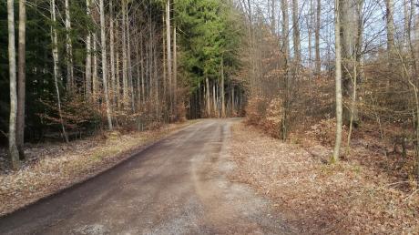Bei der Wanderung des Heimatvereins Krumbach geht es auf guten Forstwegen durch den Frauenwald zur Quelle des Krumbächles.