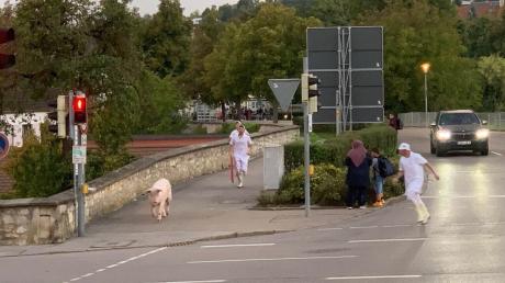 In Wemding versucht ein Schwein, seinem Schicksal in der Metzgerei zu entkommen.