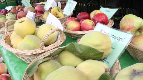 Beim Apfel- und Kartoffelmarkt im Mooseum gibt es dieses Jahr wieder einiges zu entdecken.
