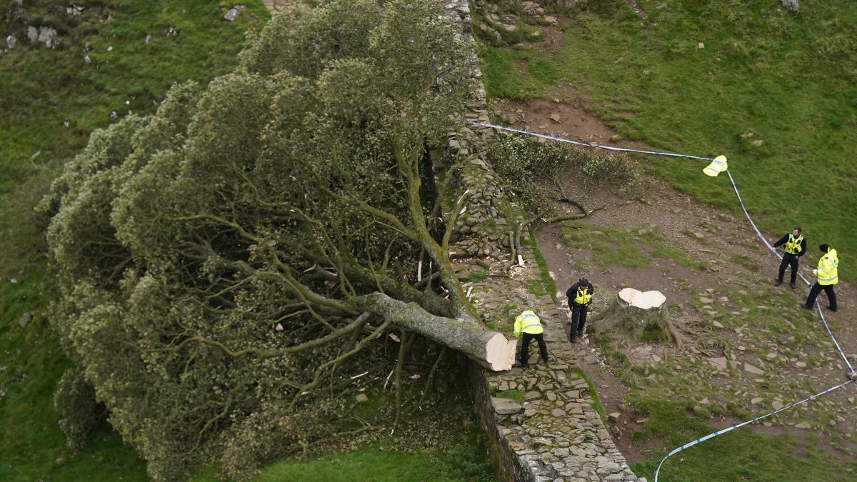 The Famous ‘Robin Hood Tree’ on Hadrian’s Wall Illegally Felled: Suspected Vandalism