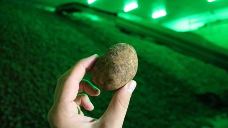 In der Halle lagern die Kartoffeln in grünem Licht, damit sie nicht grün werden.