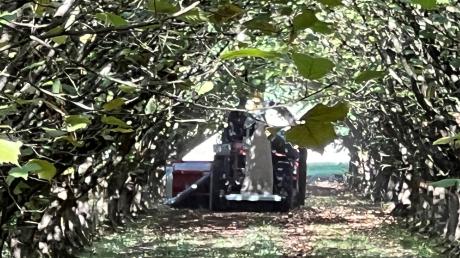 Mehrmals fährt Christian Mutter mit seinem Traktor durch die Haselnussplantage. Die Nüsse werden biologisch angebaut, sie werden weder gespritzt noch gedüngt.