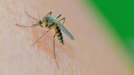 Die Weltgesundheitsorganisation ist besorgt wegen der Ausbreitung des Dengue-Virus, auch in Europa.