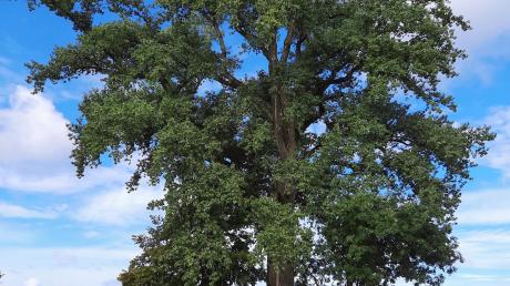 Eine markante Stelle mit einem markanten Baum, einer riesigen Pappel, findet man nördlich von Aindling auf einer Anhöhe beim sogenannten Bußberg.