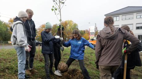 Studenten der Uni Augsburg und Schüler des Schulwerks der Diözese Augsburg haben neben der Friedberger Straße nahe der Afrabrücke Bäume gepflanzt.