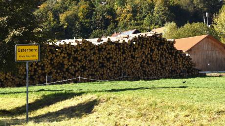 Wegen der Sturmschäden ist der Hiebsatz im Osterberger Gemeindewald doppelt so hoch ausgefallen wie in den Vorjahren. Doch der Markt ist nun gesättigt, deshalb wird Holz zwischengelagert.