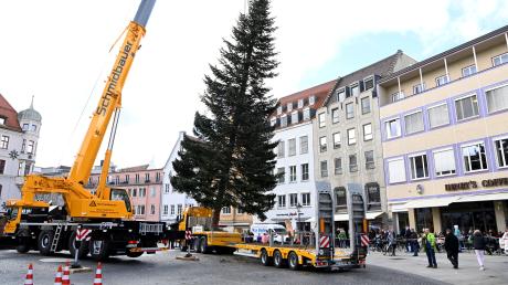 Auf dem Rathausplatz steht seit Montagmittag der Weihnachtsbaum. In drei Wochen wird der Christkindlesmarkt eröffnet.                           