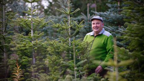 Den Weihnachtsbäumen von Thomas Galler in Nersingen geht es trotz des schwierigen Sommers gut. Obwohl es früher unüblich war, pflanzt er wegen des Klimawandels nur noch im Herbst an. 