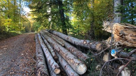 Wie kann der Wald in Zukunft überleben? Die Forstbetriebsgemeinschaft Augsburg-Nord hat darüber bei ihrer Versammlung diskutiert.