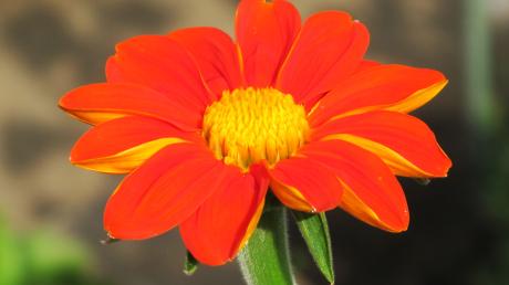Diese schöne Blume ist nur eine im Garten von Maria und Rolf Hitzler in Lauingen.