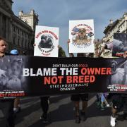 Besitzer und Fans der Hunderasse American XL Bully protestieren gegen den Plan, die Hunde verbieten und einschläfern zu lassen.