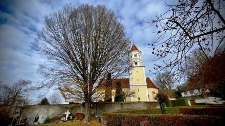 Die 80 Jahre alte Hainbuche dominiert den Friedhof an der Kirche Mariä Geburt in Altenstadt.