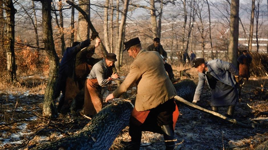 Beim "Eichenringeln" bereiteten Männer aus Mauren in der Stammesmitte einen rindenfreien Ring zum Messen vor. Das Foto entstand 1964.