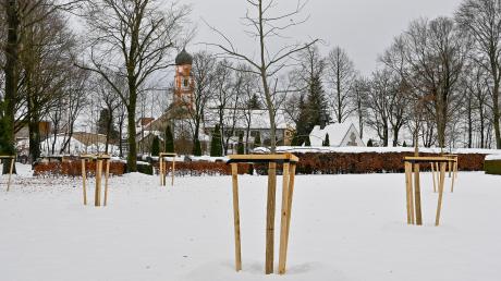 Die gepflanzten Bäume auf dem neuen Friedhofsareal am Parkplatz standen kürzlich noch im Schnee.