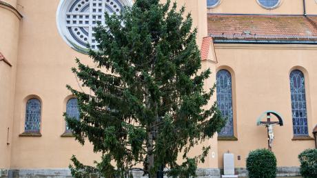 Über den Weihnachtsbaum vor der Herz-Jesu-Kirche in Pfersee wird gespottet.