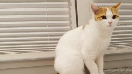Die anderthalb Jahre alte Katze Milly aus Steppach ist vermutlich mit einem Luftgewehr angeschossen worden. Die Katze hat den mutmaßlichen Angriff überlebt.