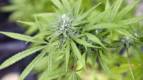 Mehr als 60 Cannabispflanzen und die entsprechende Plantagentechnik entdeckte die Polizei in einem Altenstadter Keller.
