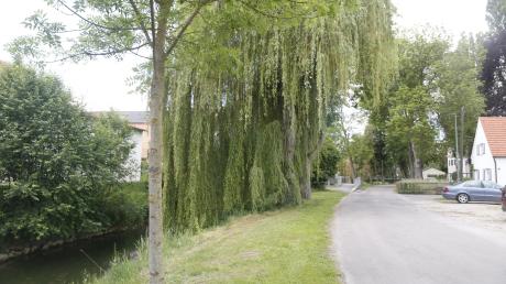 Die Bäume "An der Kessel" in Donaumünster stellen eine Gefahr dar. Sie sollen gefällt und durch neue ersetzt werden.