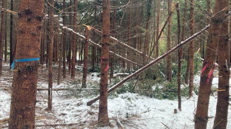 Eigentlich sollten diesen Winter auf einer Waldfläche der Gemeinde Windach planmäßig durchforstet werden, die blauen Bände für Zukunftsbäume und die roten Markierungen für Bäume, die gefällt werden sollen, zeigen. Doch der Wintereinbruch Anfang Dezember kam dem zuvor.