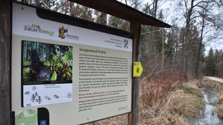 Eine Bürgerinitiative sieht den "Zukunftswald" südlich von Monheim in Gefahr. Grund: Es gibt Gedankenspiele der Kommune, zehn Hektar des Forsts für einen Erdaushubdeponie zu opfern. 