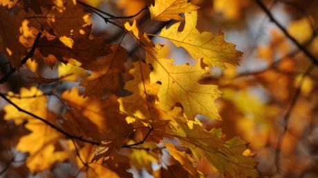 Die Blätter der amerikanischen Eiche leuchten nicht nur herrlich in der Sonne, der Baum steht grundsätzlich auch für besondere Stärke. 