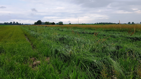 Auf einer Pilotfläche nördlich von Günzburg wachsen Sumpfgräser, aus denen Trockenbauplatten hergestellt werden können.