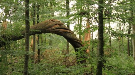 Auch im Gemeindewald Unterroth hat das Sturmtief Ronson im Juli 2023 gewütet und gesunde Bäume wie von unsichtbarer Hand einfach gedreht.