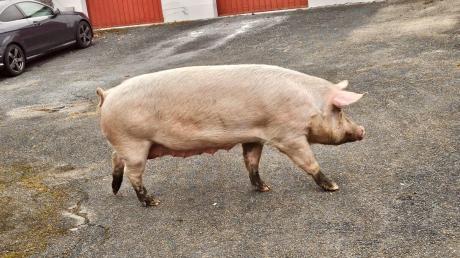 Eines der Schweine, die von einem Grundstück ausgerissen waren und durch Asbach-Bäumenheim liefen.