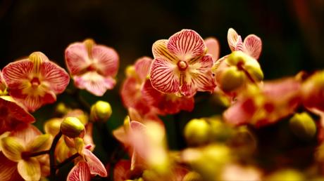 Die Neu-Ulmer Orchideentage locken wieder drei Tage lang die Fans von exotischen Blüten. 

