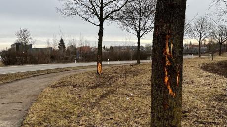 Gleich zwei Bäume wurden in Mitleidenschaft gezogen, als an der Bergstraße in in Gersthofen zwei Pkws gleichzeitig von der Straße abkamen.